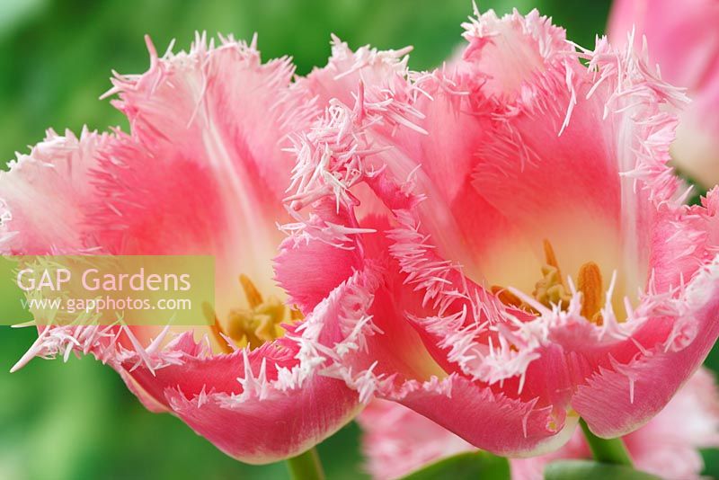 Tulipa 'Pink Fountain', Fringed Group 