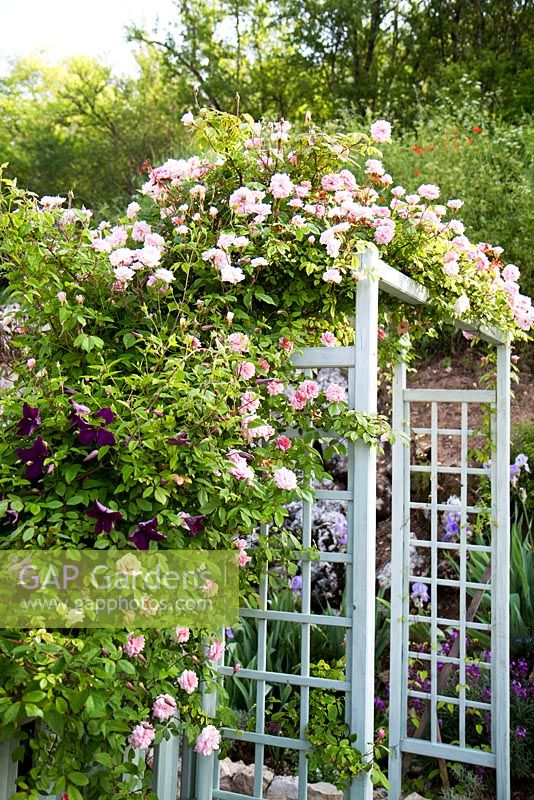 Climbing Rosa 'Cecile Brunner' and Clematis viticella 'Polish Spirit' scrambling over rose arch. Grange Rousseau, Tarn, France.