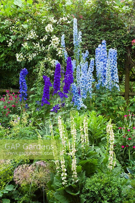 Delphiniums, Verbascum and Alliums in a cottage style border