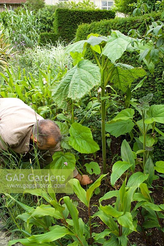 Fergus Garrett removing side shoots of Paulownia tomentosa in the exotic garden at Great Dixter