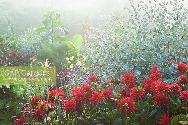 Foggy morning in the exotic garden at Great Dixter. Dahlia 'Wittemans Superba', Verbena bonariensis and Eucalyptus gunnii in the foreground with Paulownia tometosa in the distance