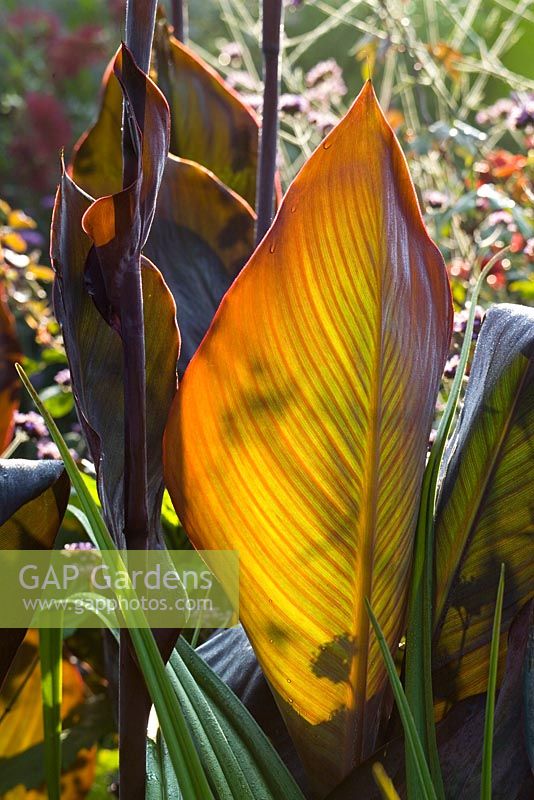 Canna 'Wyoming' with backlit leaves