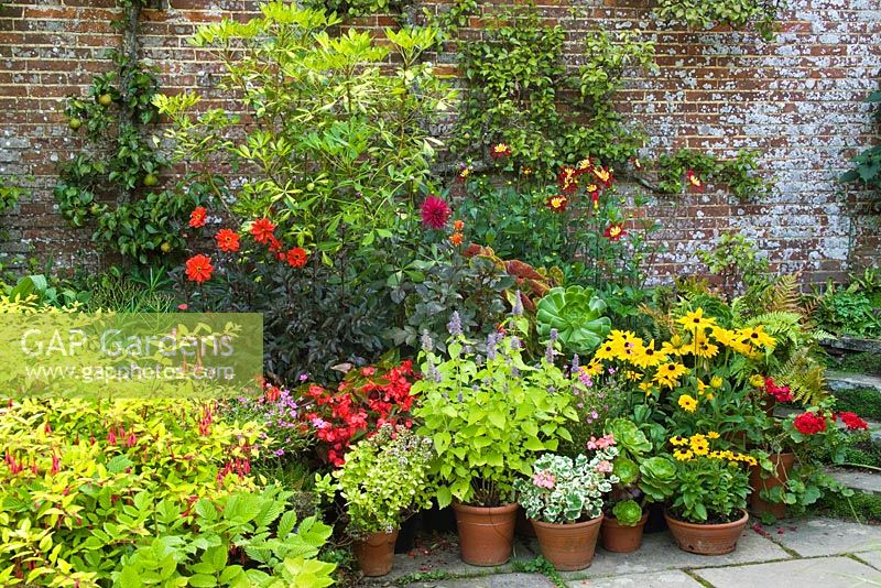 Collection of pots at Great Dixter including Pseudopanex lessonii 'Gold Splash', Dahlias, rudbeckias and pelargoniums