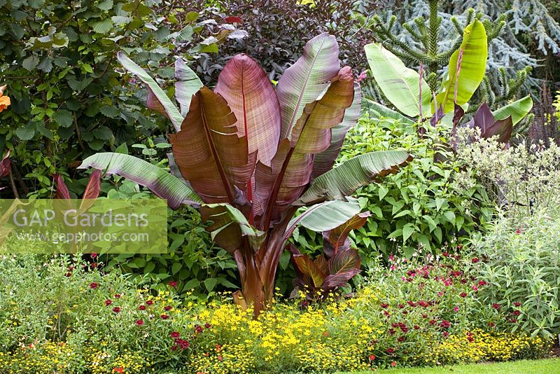 Ensete ventricosum in a border in John Massey's garden at Ashwood Nurseries. Banana plants