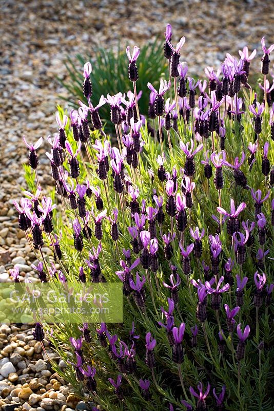 Lavandula stoechas - French lavender