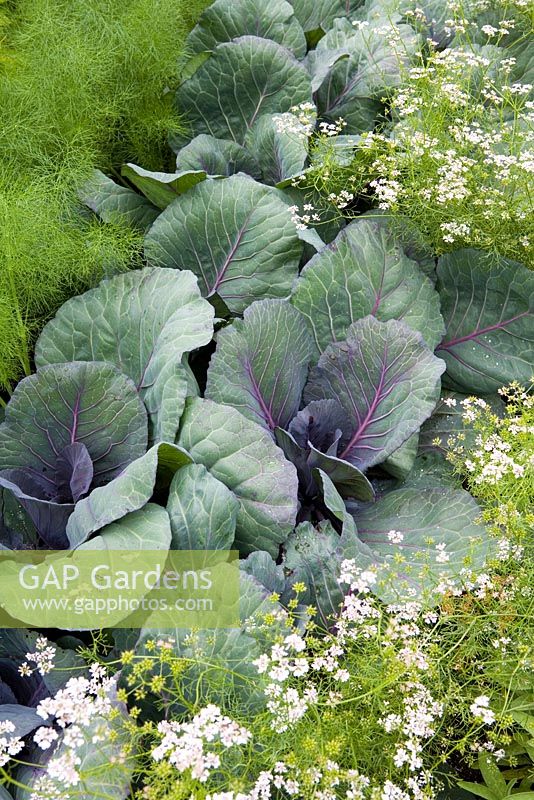 Cabbage 'Red Jewel' with coriander and fennel
