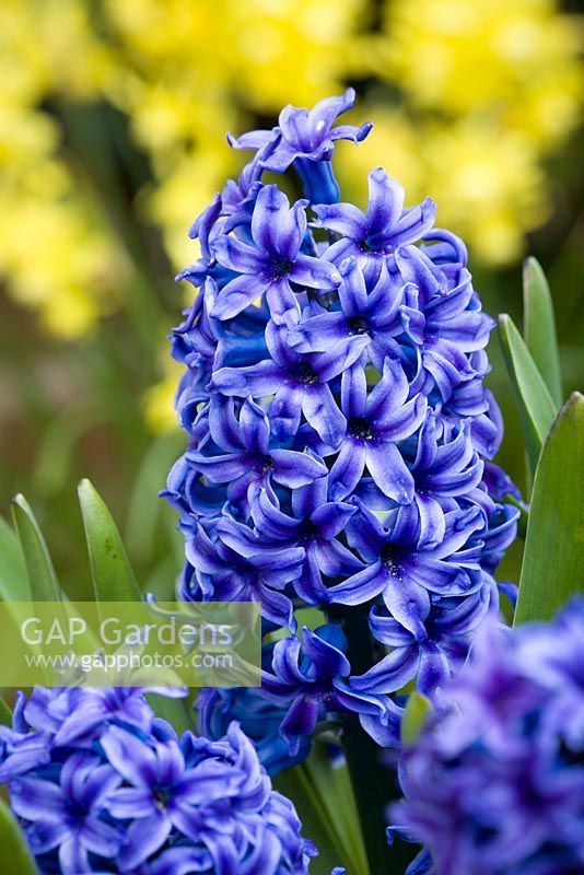 Hyacinthus 'Blue Jacket' in front of Narcissus 'Hawera'