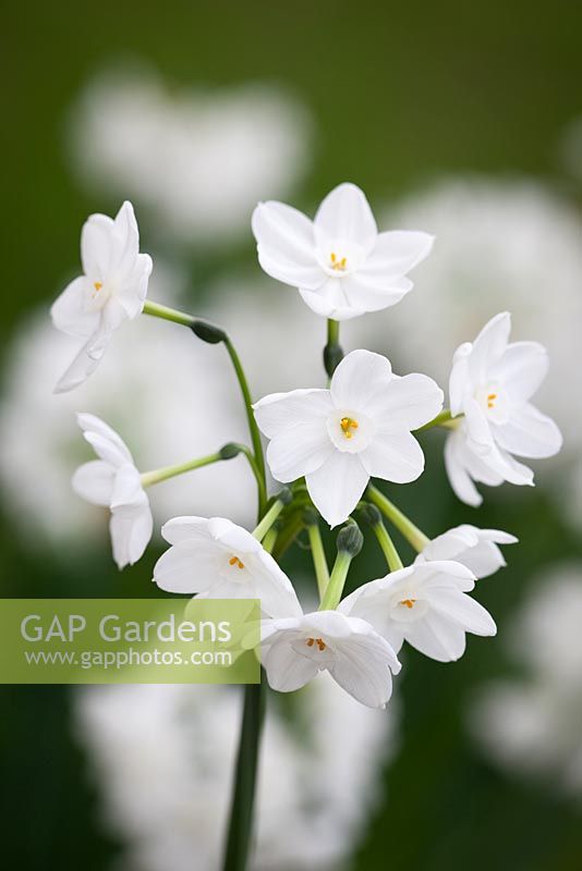 Narcissus 'Inbal' - Paperwhite daffodil