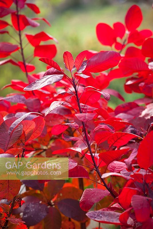 Cotinus 'Grace' in autumn colour. Smoke bush