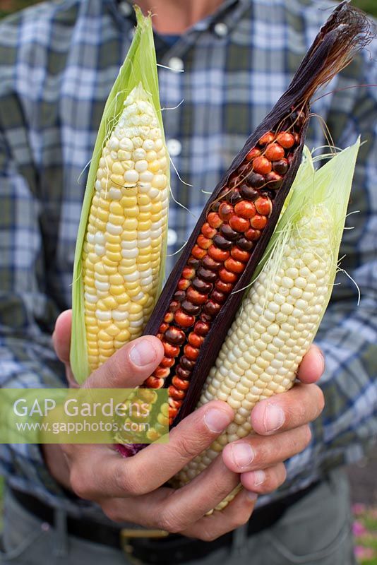Man holding freshly picked sweet corn and decorative maize