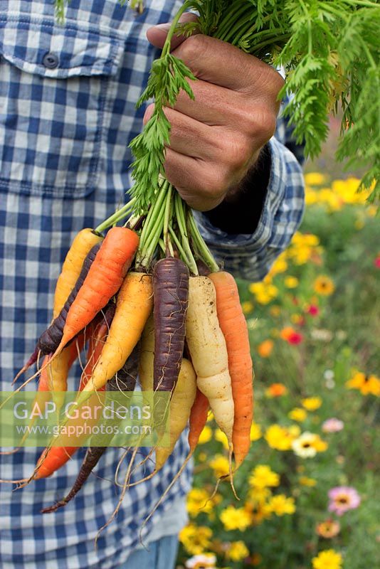 Man holding freshly harvested carrots in different colours