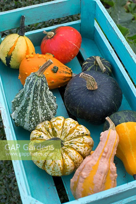 Pumpkins, Squashes and Gourds in wooden crate