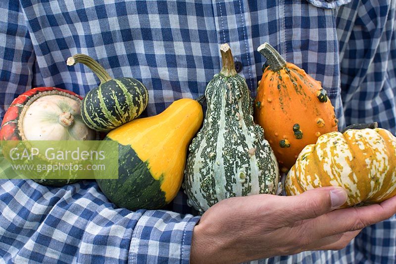 Man holding Pumpkins, Squashes and Gourds