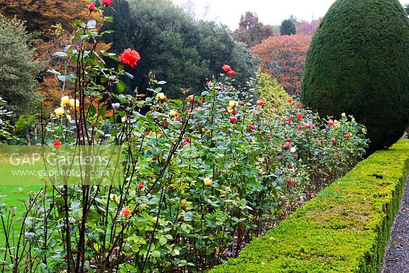The Broadwalk with clipped Box hedges and Rose Border - Altamont Gardens, Tullo, Carlow, Ireland. Managed by the Office of Public Works