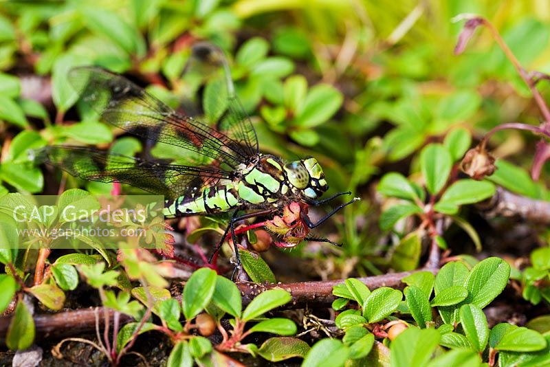 Aeshna Cyanea - Female Dragon Fly, Southern Hawker on Cotoneaster dammeri
