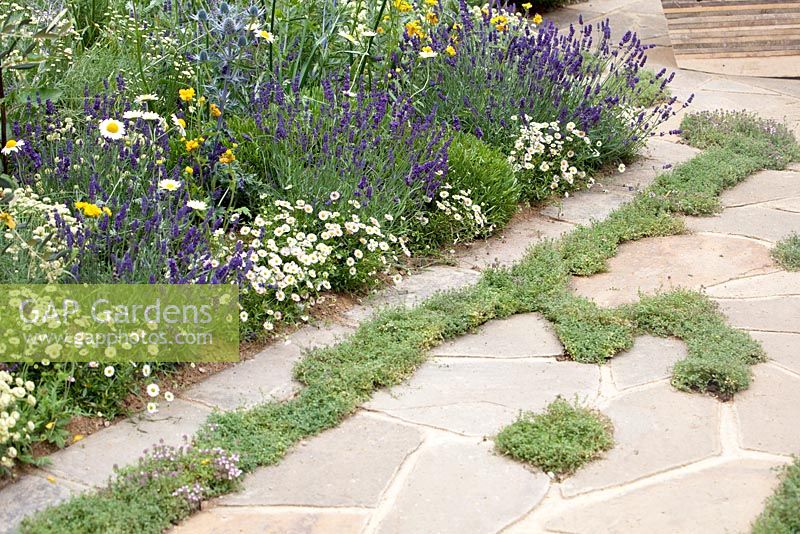 Scented planting along york stone and thyme path leading to seating area, Summer In The Garden, Hampton Court Palace flower show 2012.