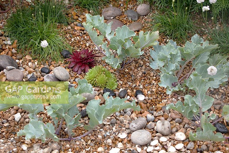 'Coastal Drift Garden', Hampton Court Palace Flower Show 2012. Succulents planted in between stones.
