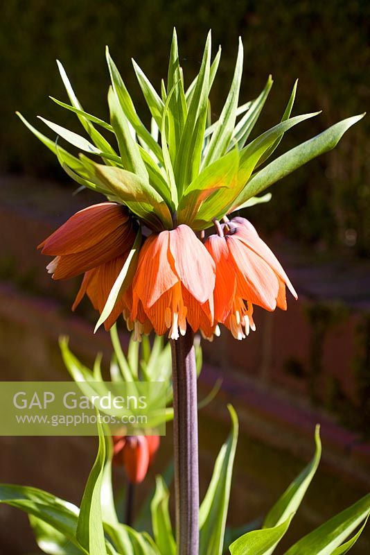Fritillaria imperialis - Crown imperial fritillary or Kaisers Crown