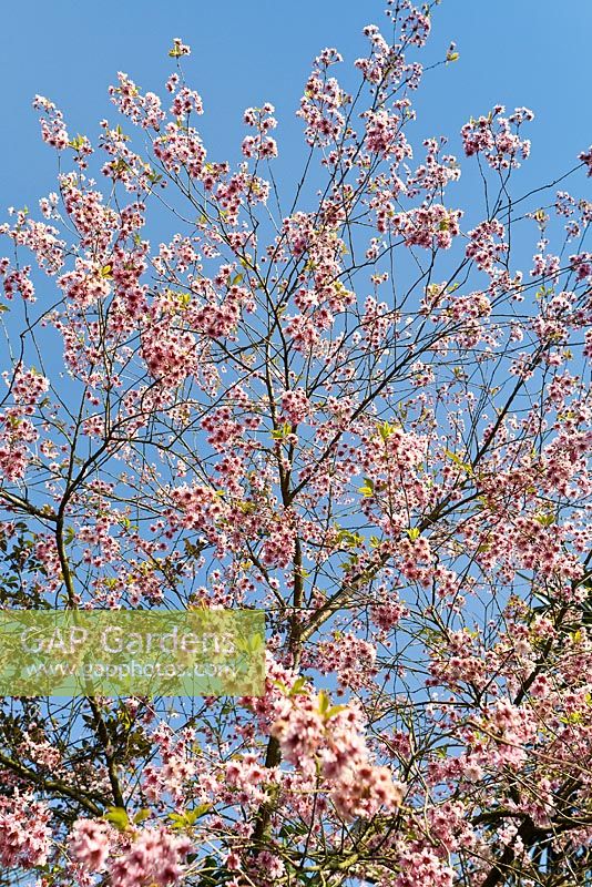 Prunus 'Shirofugen' - Japanese flowering cherry