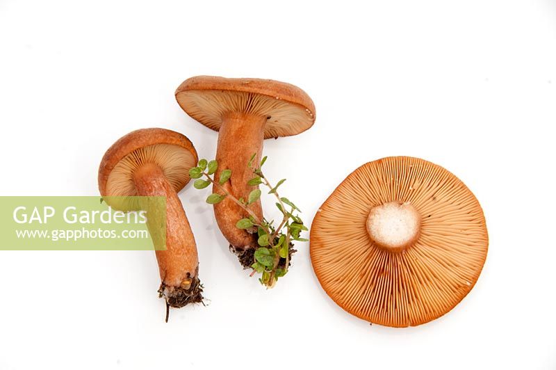 Lactarius subduleis - Mild milkcap fungi, a common fungus found under broadleaved trees in the UK
