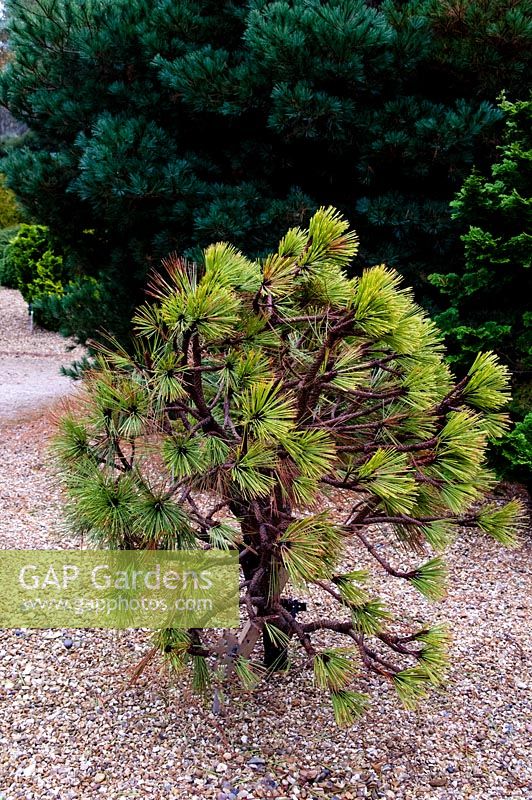 Pinus jeffreyi joppi in gravel garden