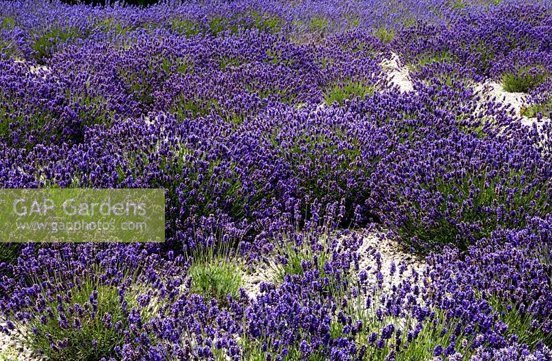 Cheristow lavender nursery gardens, Devon