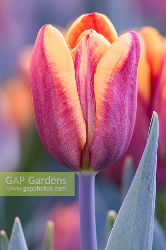 Tulipa 'Givenchy'