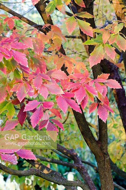 Acer x (Gingerbread) 'Ginzam'