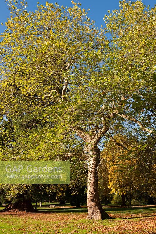 Platanus x hispanica - London Plane tree 