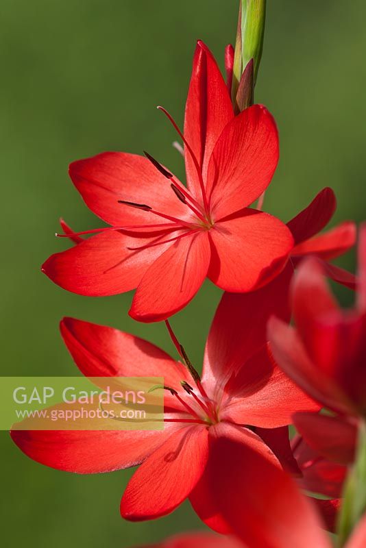 Hesperantha coccinea 'Major' - Kaffir lily 