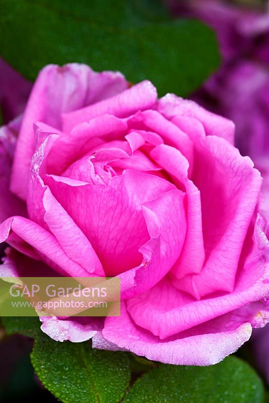 Rosa 'Madame Caroline Testout' (Hybrid Tea). Llanllyr Garden, Talsarn, Wales. Welsh Historic Garden Grade II. June. The Rose Borders.