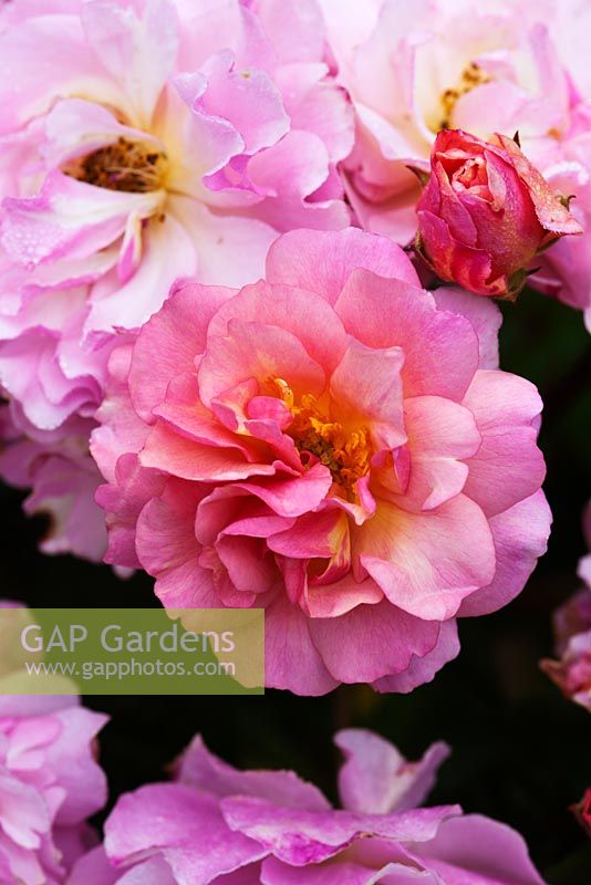 Rosa 'Cornelia' (Hybrid Musk). Llanllyr Garden, Talsarn, Wales. Welsh Historic Garden Grade II. June. The Rose Borders. 
