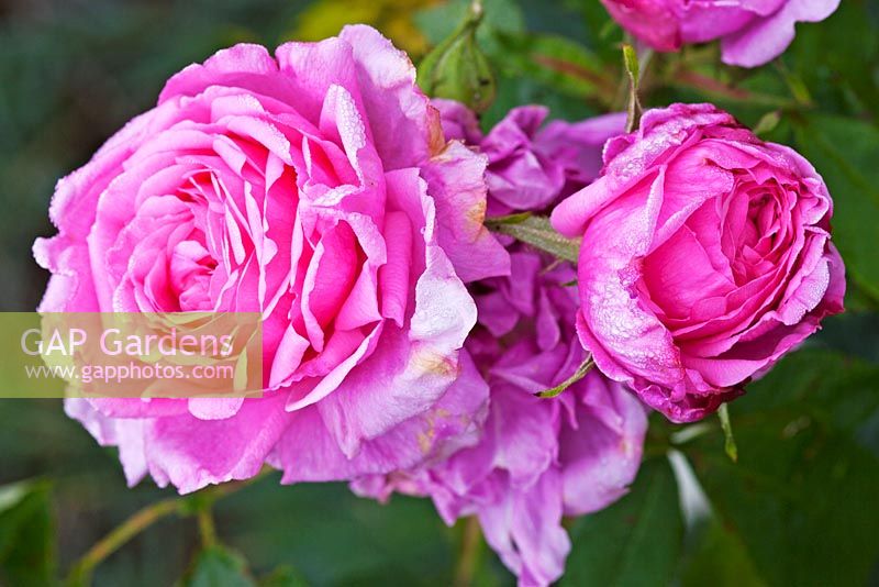 Rosa 'Madame Caroline Testout' (Hybrid Tea). Llanllyr Garden, Talsarn, Wales. Welsh Historic Garden Grade II. June. The Rose Borders. 