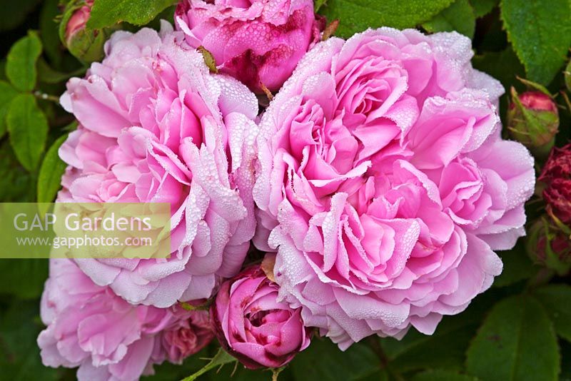 Rosa 'Duchesse d'Angouleme'. Llanllyr Garden, Talsarn, Wales. Welsh Historic Garden Grade II. June. The Rose Borders. 