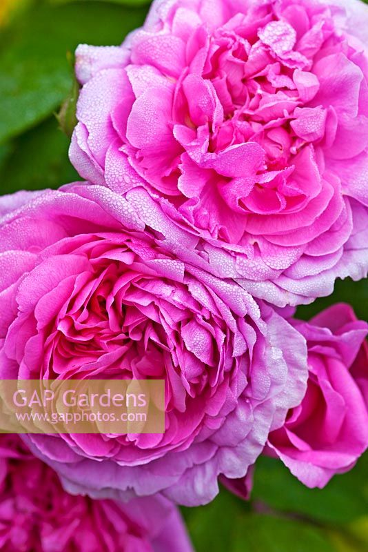 Rosa 'La Ville de Bruxelles'. Llanllyr Garden, Talsarn, Wales. Welsh Historic Garden Grade II. June. The Rose Borders. 