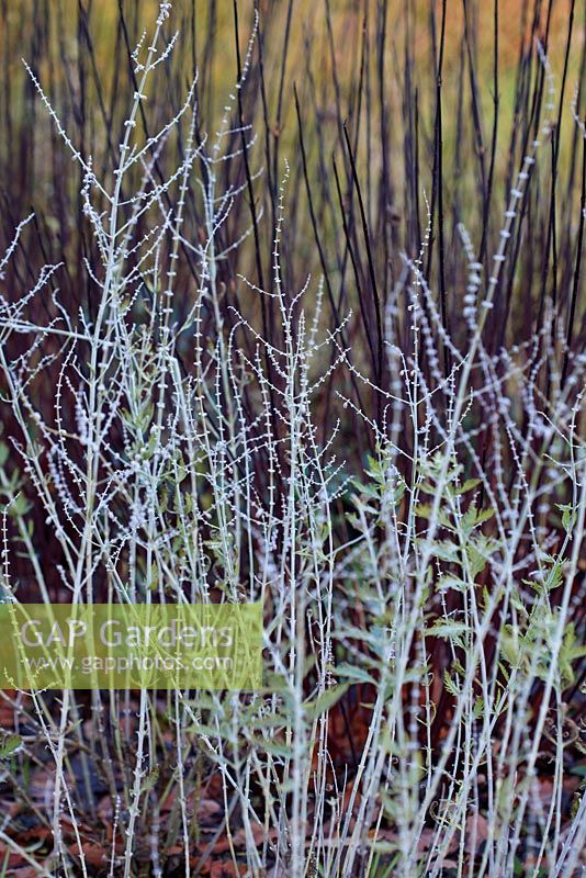 Winter garden border with contrasting stems of Perovskia 'Blue Spire' 