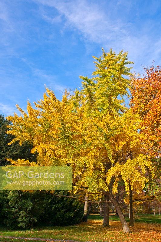 Ginkgo biloba - Maidenhair Tree in autumn