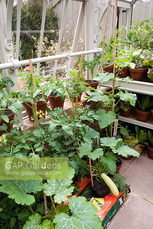 Interior of small greenhouse with tomatoes and courgettes in grow bags, vegetable seedlings in pots