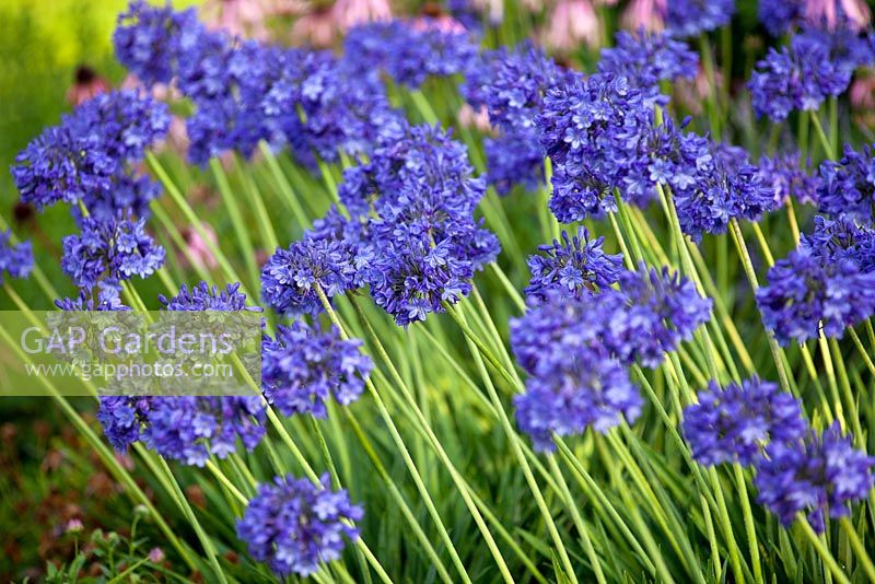 Agapanthus Isis, African Lily