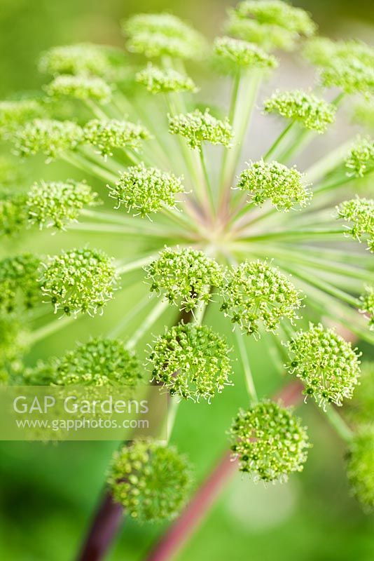 Angelica archangelica, Perennial. May, summer. Close up portrait of flower head.