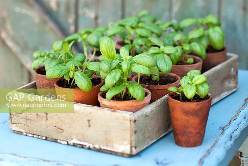 Basil Seedlings in terracotta pots in a wooden tray on a table.