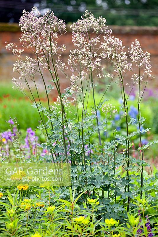 Thalictrum 'Elin', Meadow Rue. Perennial, July, Summer. Plant portrait of sprays of tiny white and lavender purple flowers.