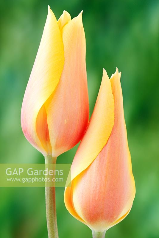 Tulipa  'Blushing Lady' - April