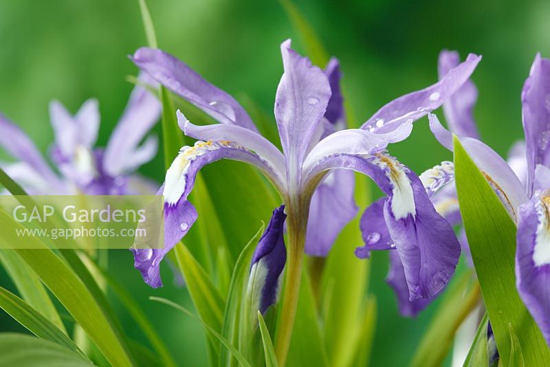 Iris cristata AGM - Dwarf crested iris   Lady's calamus,  May
