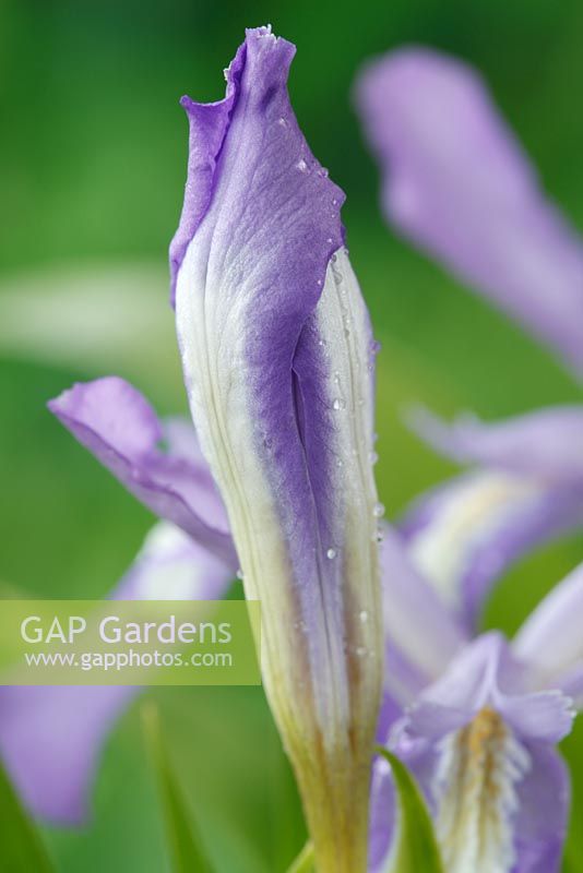 Iris cristata AGM - Dwarf crested iris   Lady's calamus -  Unopened flower, May