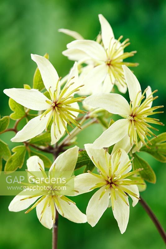 Clematis 'Fragrant Oberon' - Forsteri Group, May
