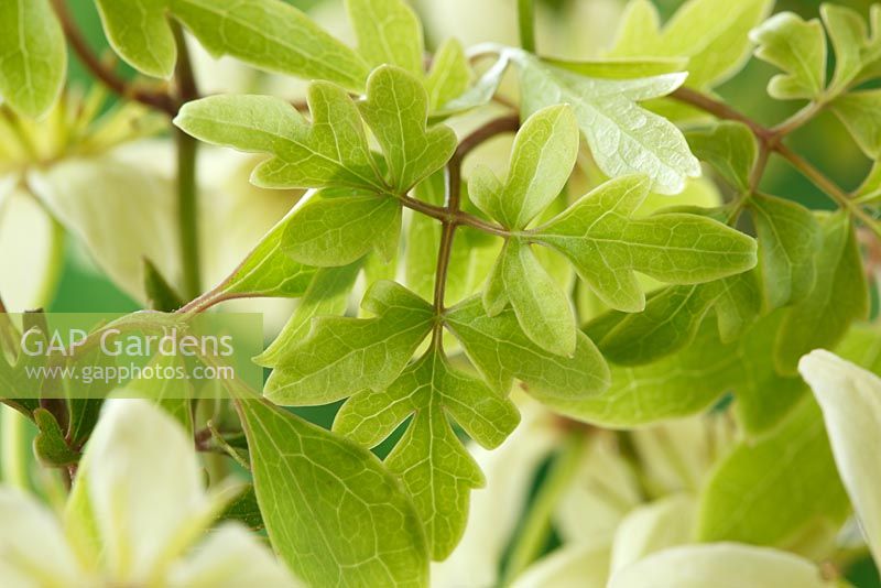 Clematis  'Fragrant Oberon'- Forsteri Group - Leaves of plant, May