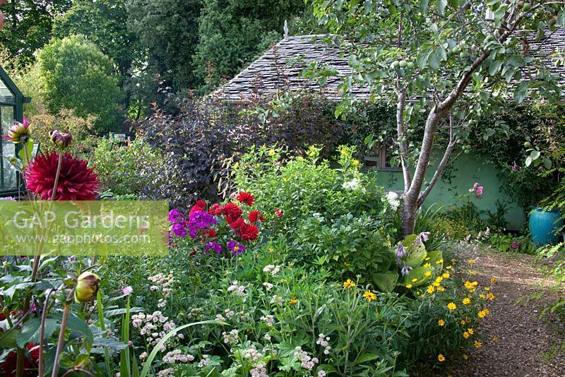 Dahlia in border with Jenny's straw bale studio in the potager