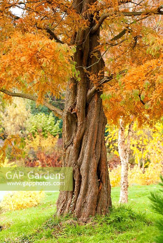 Metasequoia glyptostroboides - Shui-hsa.
