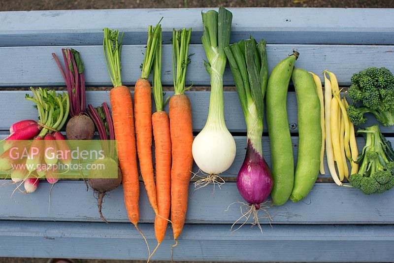 Organic vegetables including radish, beetroot, carrots, red onion, white onion, broccoli, broad beans and french beans
